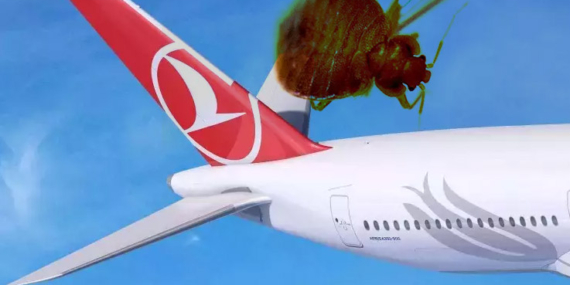Turkish Airlines Faces Bedbug Complaints from Passengers 32 Turkish Airlines Turkish Airlines Turkish Airlines Faces Bedbug Complaints from Passengers